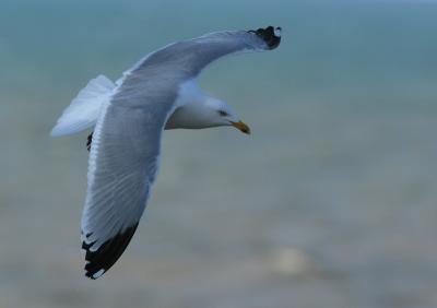  Herring Gull - Zilvermeeuw