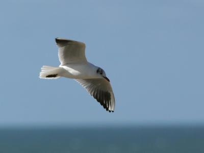  Black-headed Gull - Kokmeeuw