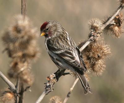 Mealy Redpoll - Grote Barmsijs