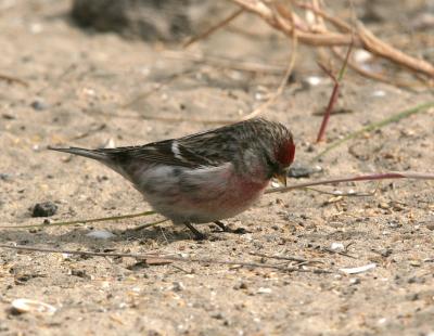 Mealy Redpoll - Grote Barmsijs