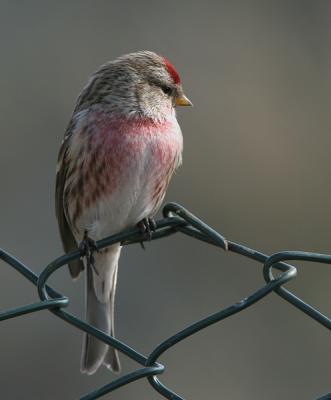 Mealy Redpoll - Grote Barmsijs