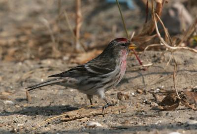 Mealy Redpoll - Grote Barmsijs