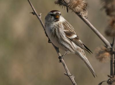 Mealy Redpoll - Grote Barmsijs