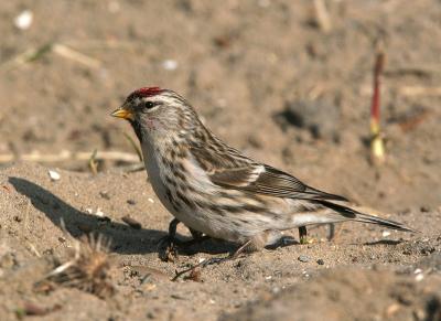 Mealy Redpoll - Grote Barmsijs