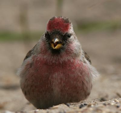 Mealy Redpoll - Grote Barmsijs