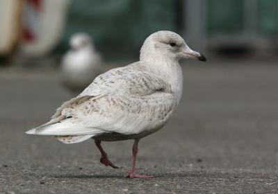 Iceland Gull - Kleine Burgemeester