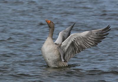 g3/04/641604/3/57878644.IMG_1598gans.jpg