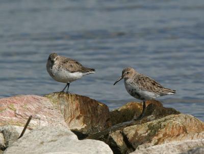 Dunlin - Bonte Strandloper