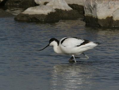 g3/04/641604/3/58562635.IMG_2024kluut.jpg