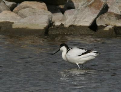 g3/04/641604/3/58562636.IMG_2025kluut.jpg