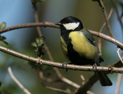 Great Tit - Koolmees