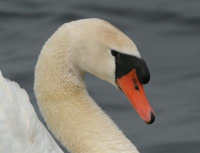 Mute Swan - Knobbelzwaan
