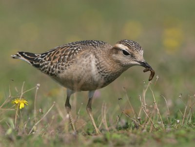 Dotterel - Morinelplevier