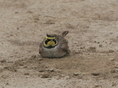 Birds 2007-5
