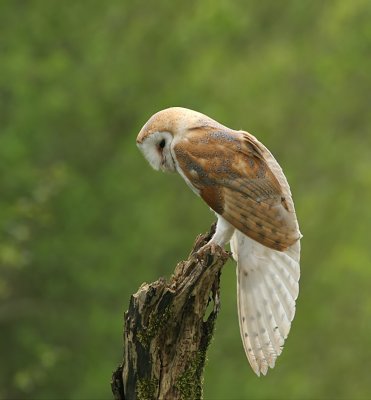 Barn Owl - Kerkuil