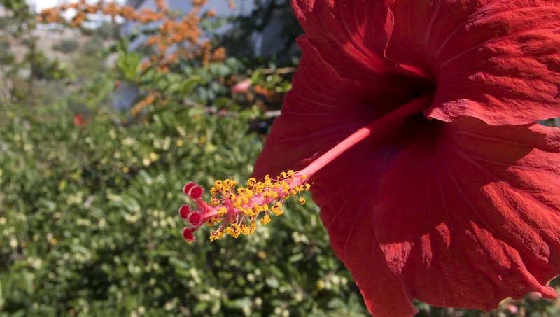 Big red flower