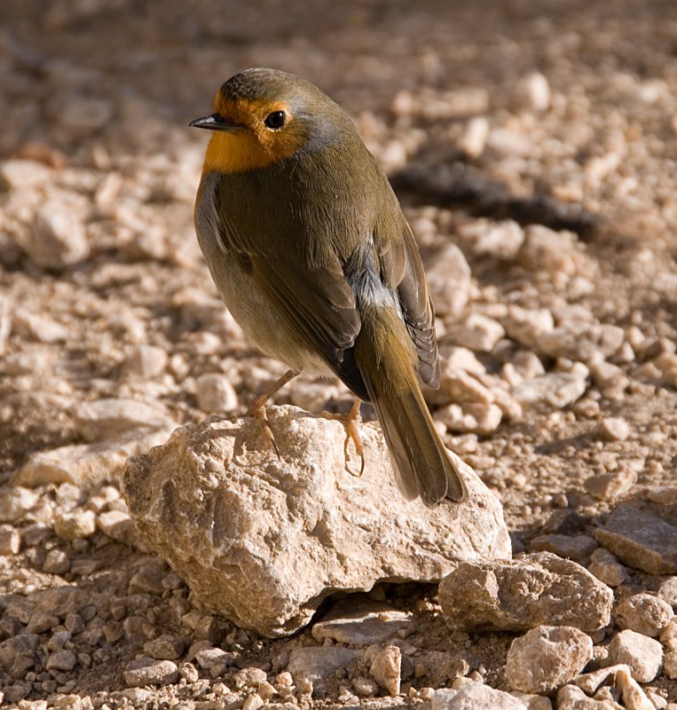 St Victoire robin