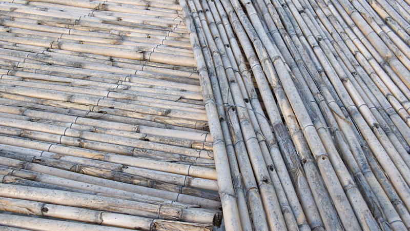 Bamboo