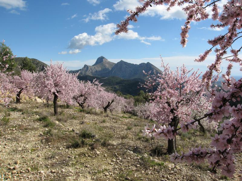 Blossom and the Bernia Ridge