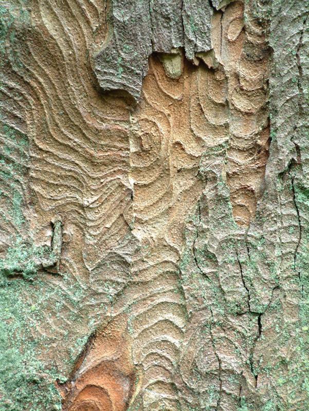 Bark patterns