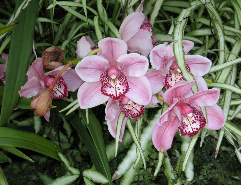 Orchid