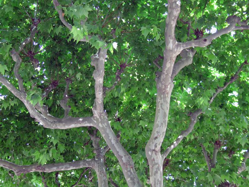 Plane tree