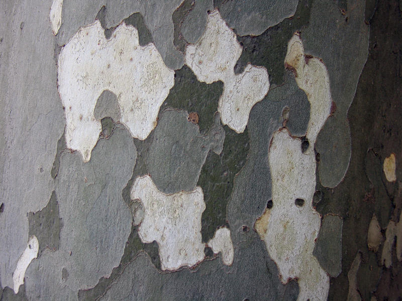Plane tree bark