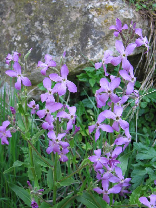 Patones purple flowers