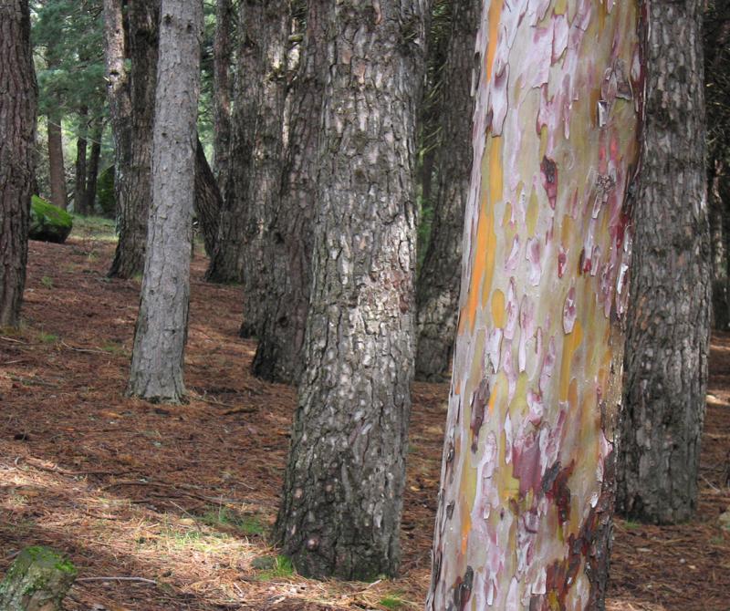 Woods, La Pedriza