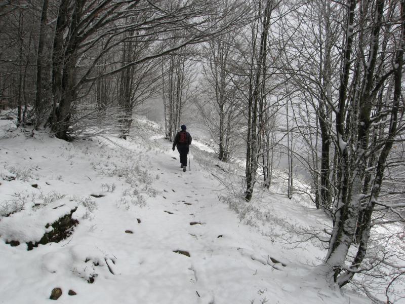 Snowy woods