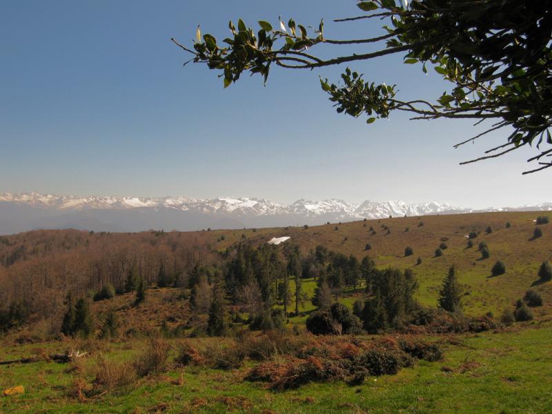 Pyrenees and holly