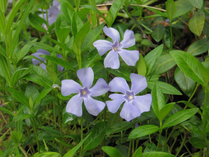 Three blue flowers