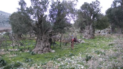 SD and ancient olive trees