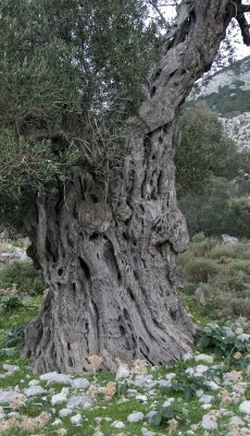 Ancient olive tree