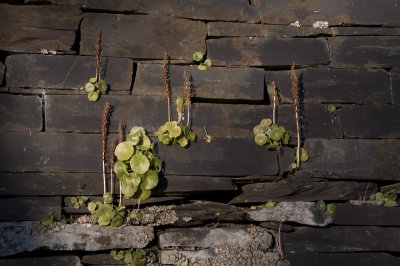 Llanberis Slate walls with plants