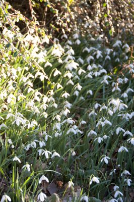 Llanberis Snowdrops