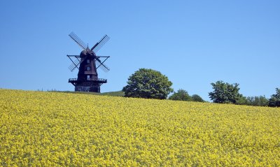 Windmill and oilseed rape
