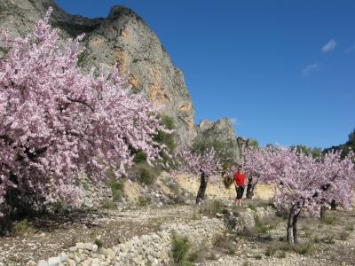 Almond blossom, Bellula Costa Blanca