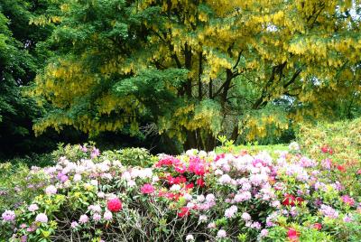 Laburnum and rhododendrons