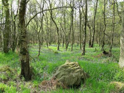 Wharncliffe bluebells