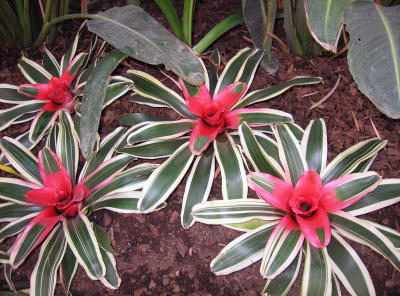 Winter Garden flowers, Sheffield