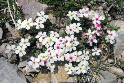White flowers Pyrenees