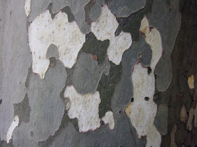 Plane tree bark