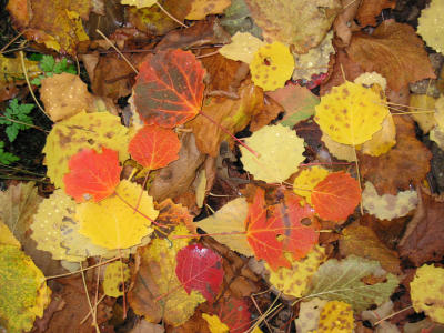 Yellow and red leaves