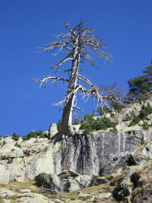 Dead tree blue sky