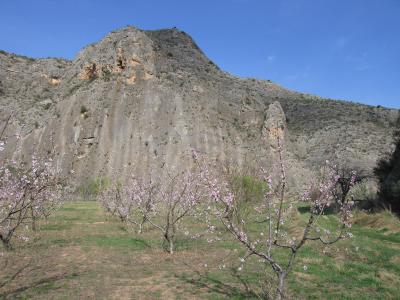 Gran Placa and blossom Morata
