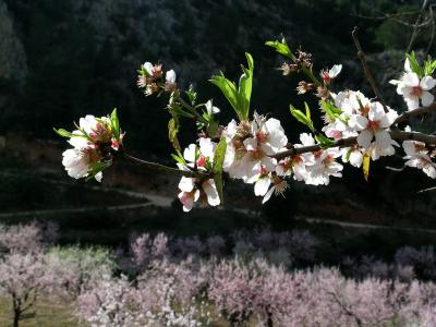 Almond blossom, Sella, Spain