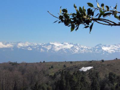Snow clad Pyrenees and holly beyond ridge