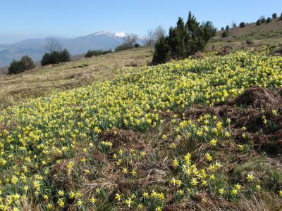 Daffs and peaks.jpg