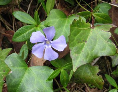 Solitary blue flower